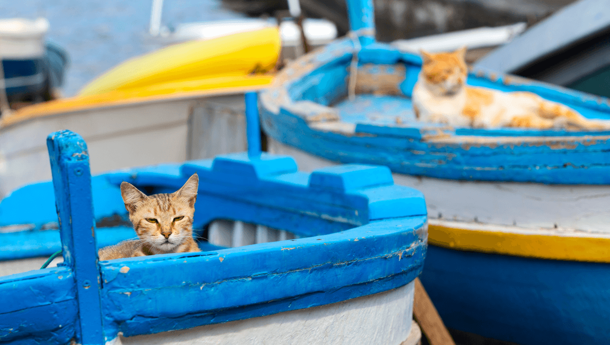How Domestic Cats Slowly Spread Across the Americas
