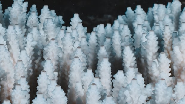 Global Coral Reefs Suffer Widespread Bleaching Amid Record Ocean Heat Global Coral Reefs Suffer Widespread Bleaching Amid Record Ocean Heat