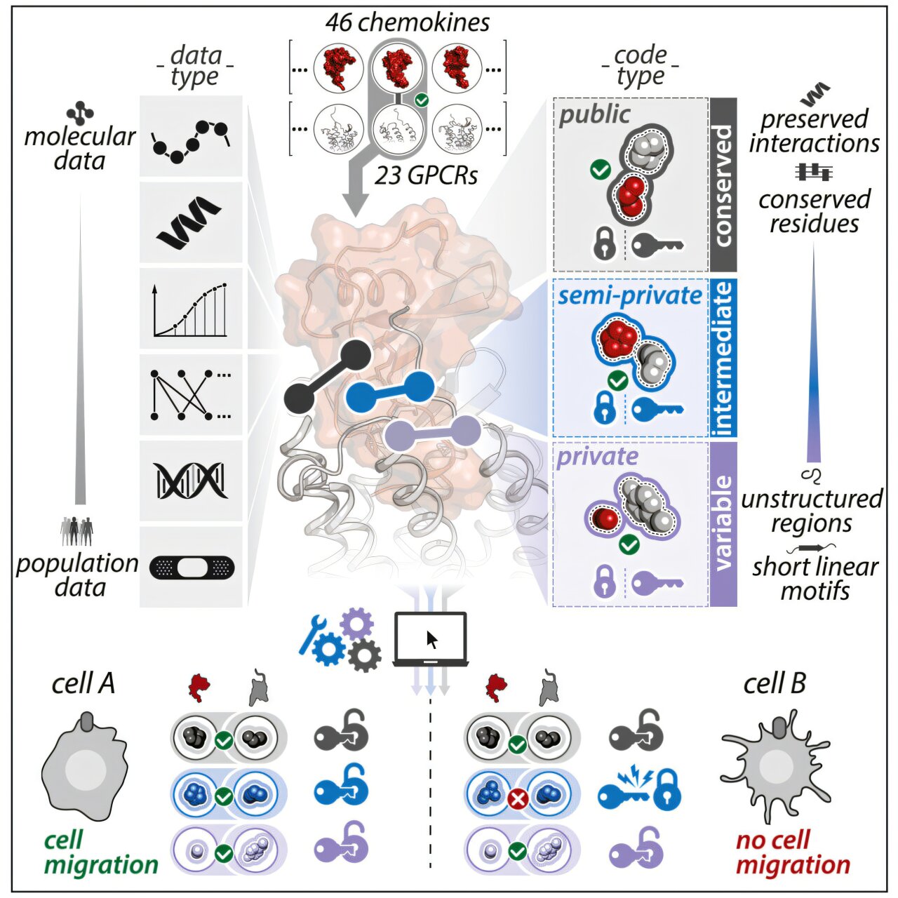 Scientists Develop Data Science Framework to Track Cellular Movement Scientists Develop Data Science Framework to Track Cellular Movement