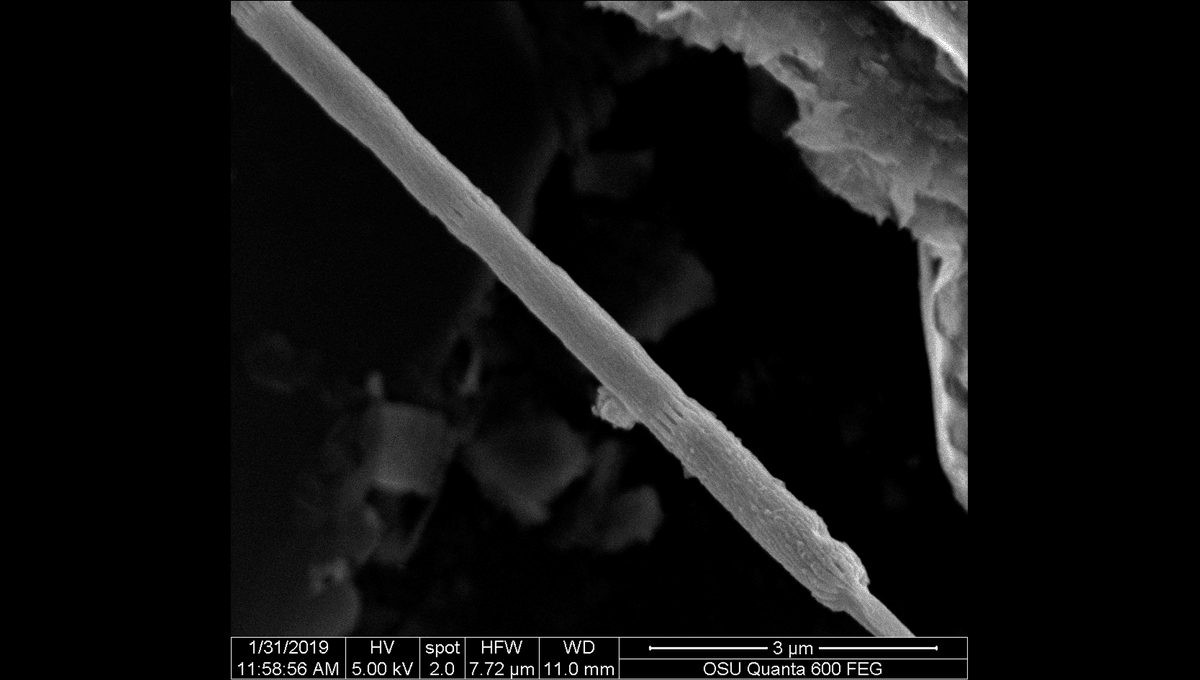 Cable Bacteria Show Potential for Environmental Remediation