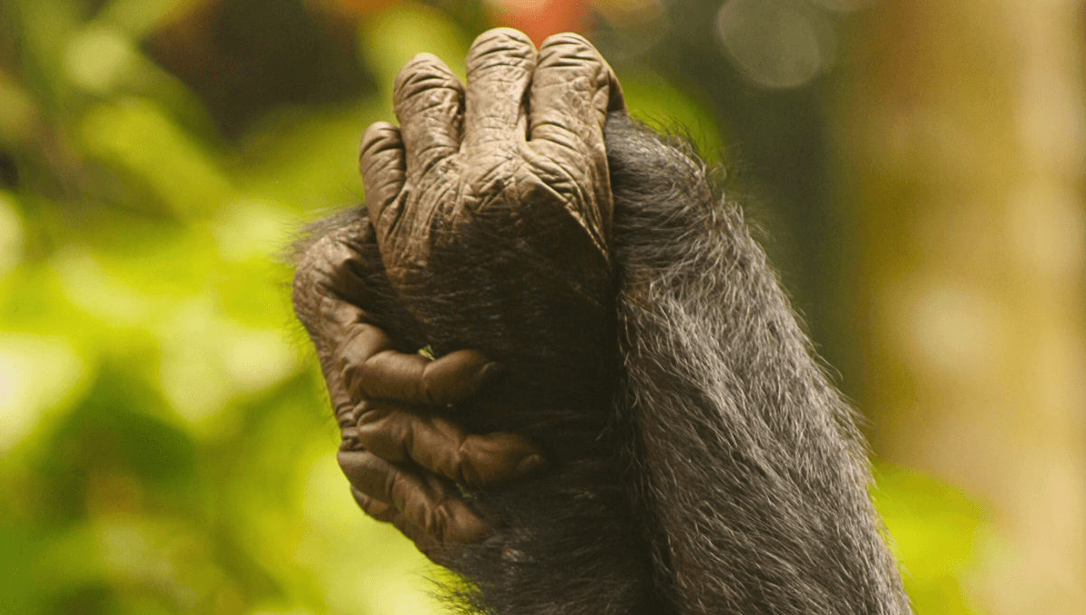 Female Bonobo Alliance Challenges Traditional Male-Dominated Power Structures
