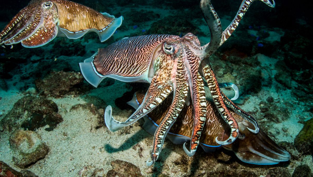 Cuttlefish Communicate Through Complex Body Signals, Study Suggests