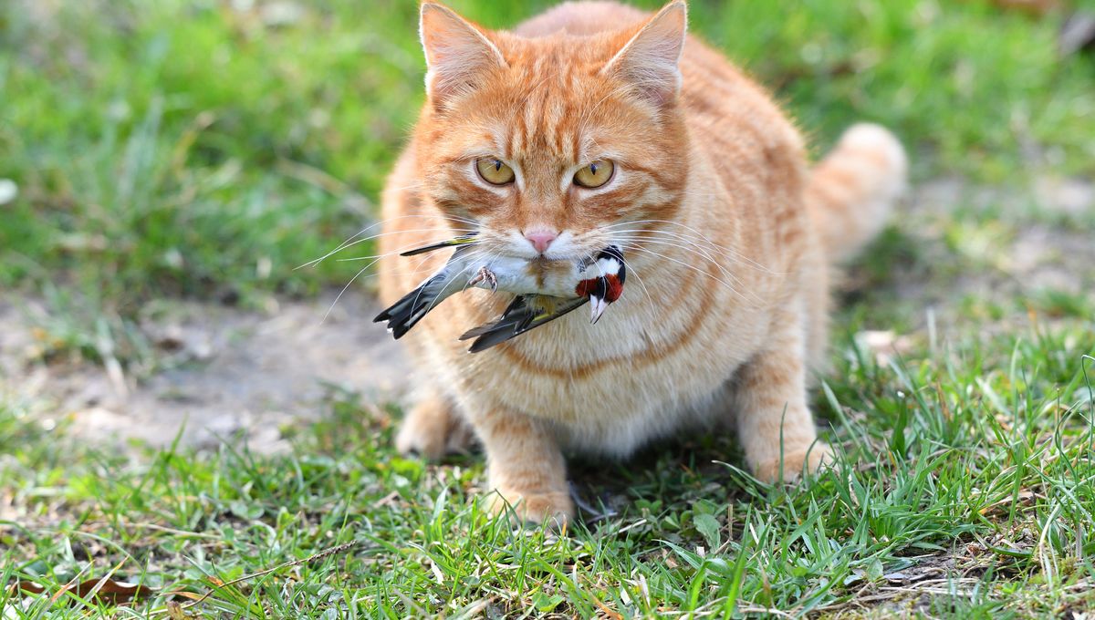 Experts Urge Systematic Monitoring of Cats Amid Evolving Bird Flu Threat