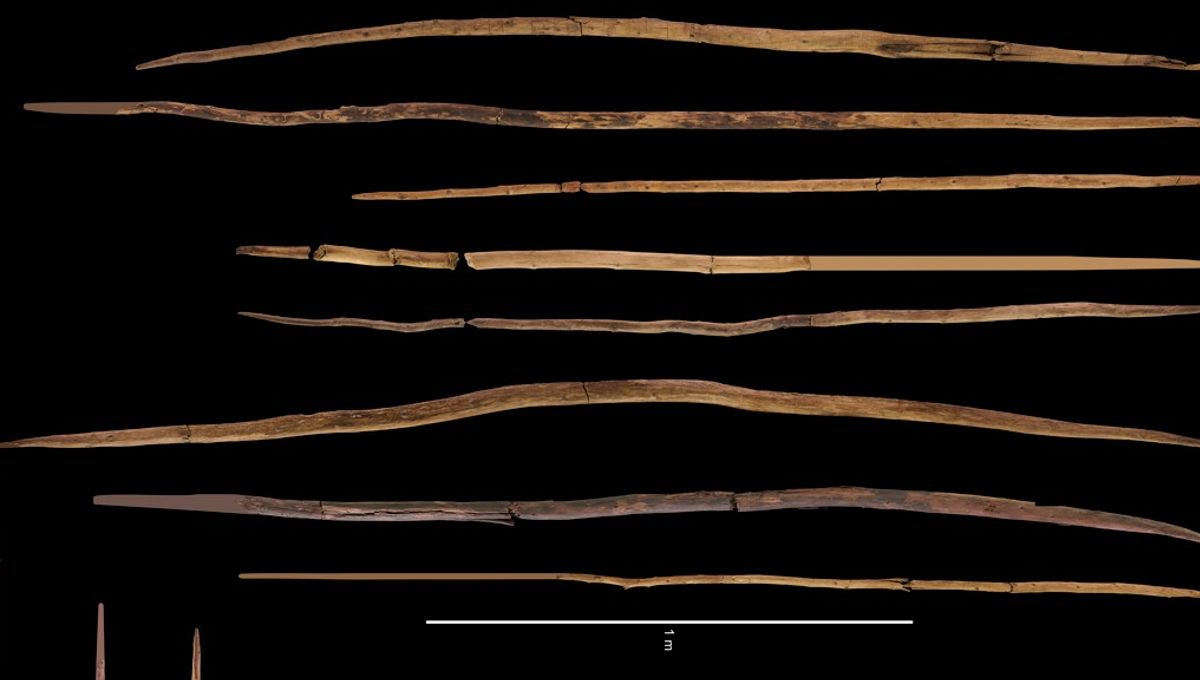 Ancient Wooden Spears Reattributed to Homo sapiens Origins