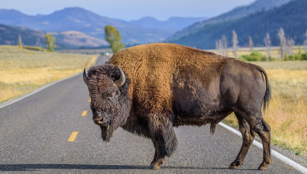 Experts Urge Caution Around Bison Despite Gentle Appearance