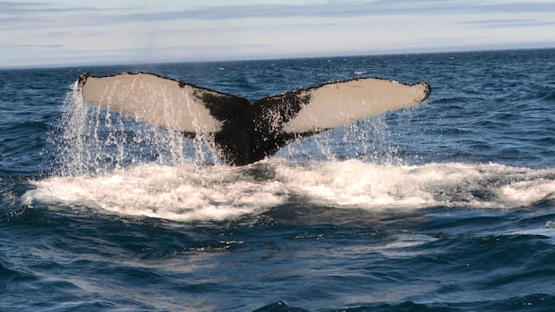 New Website ‘Hello Humpback’ Lets Whale Watchers Help Track Humpback Whales off Newfoundland