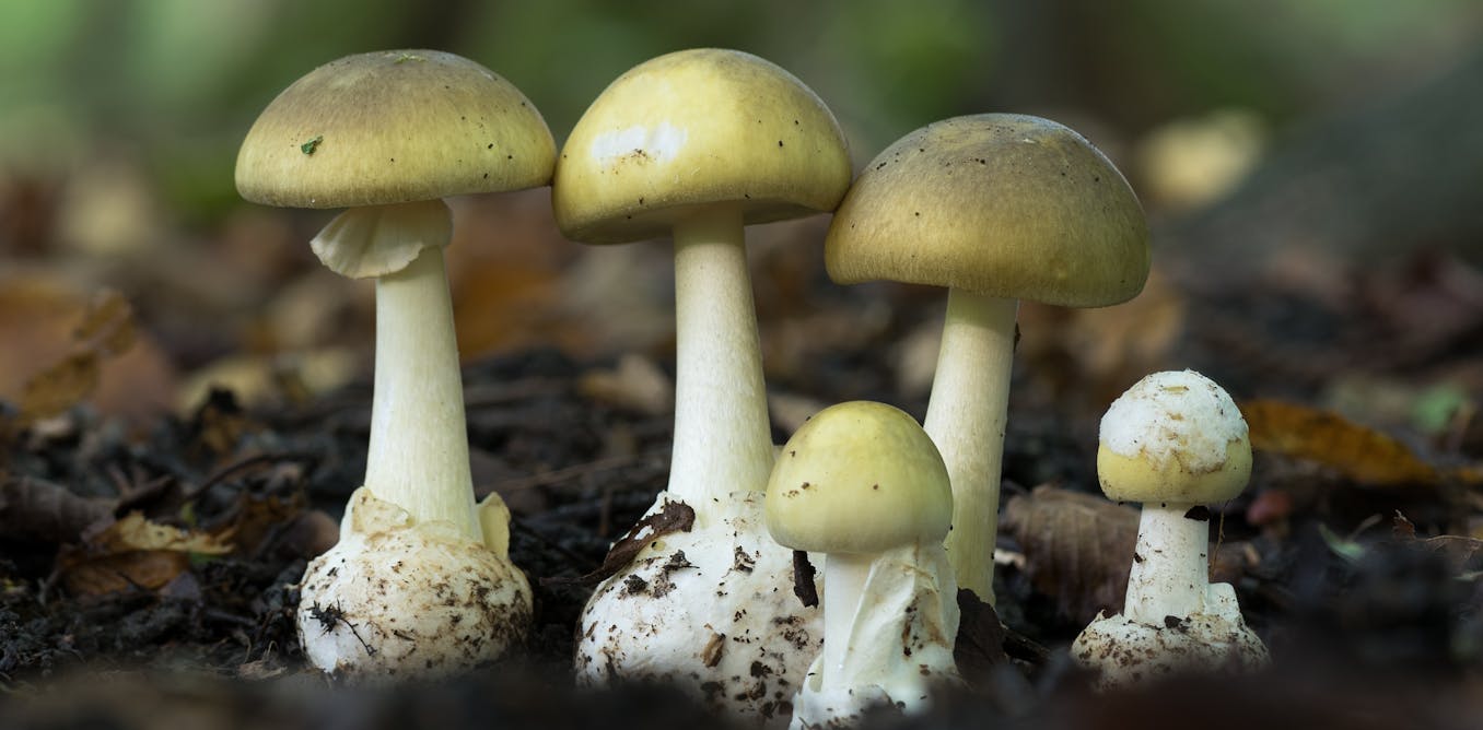 How Nature Apps Like iNaturalist Could Play a Role in Criminal Investigations