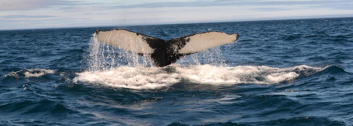 Newfoundland and Labrador Launches AI-Powered Whale Tracking Website