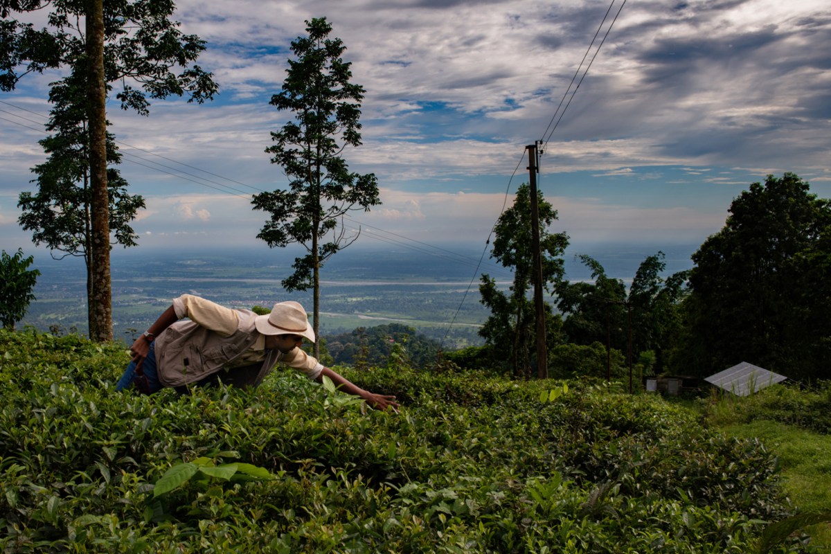 Alt Carbon Raises $12 Million to Scale Climate-Tech Solution in Tea Industry