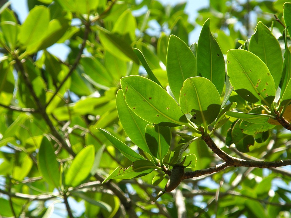 Mirova Launches New Nature-Based Carbon Funds Amid Growing Interest in ESG Investing Mirova Launches New Nature-Based Carbon Funds Amid Growing Interest in ESG Investing