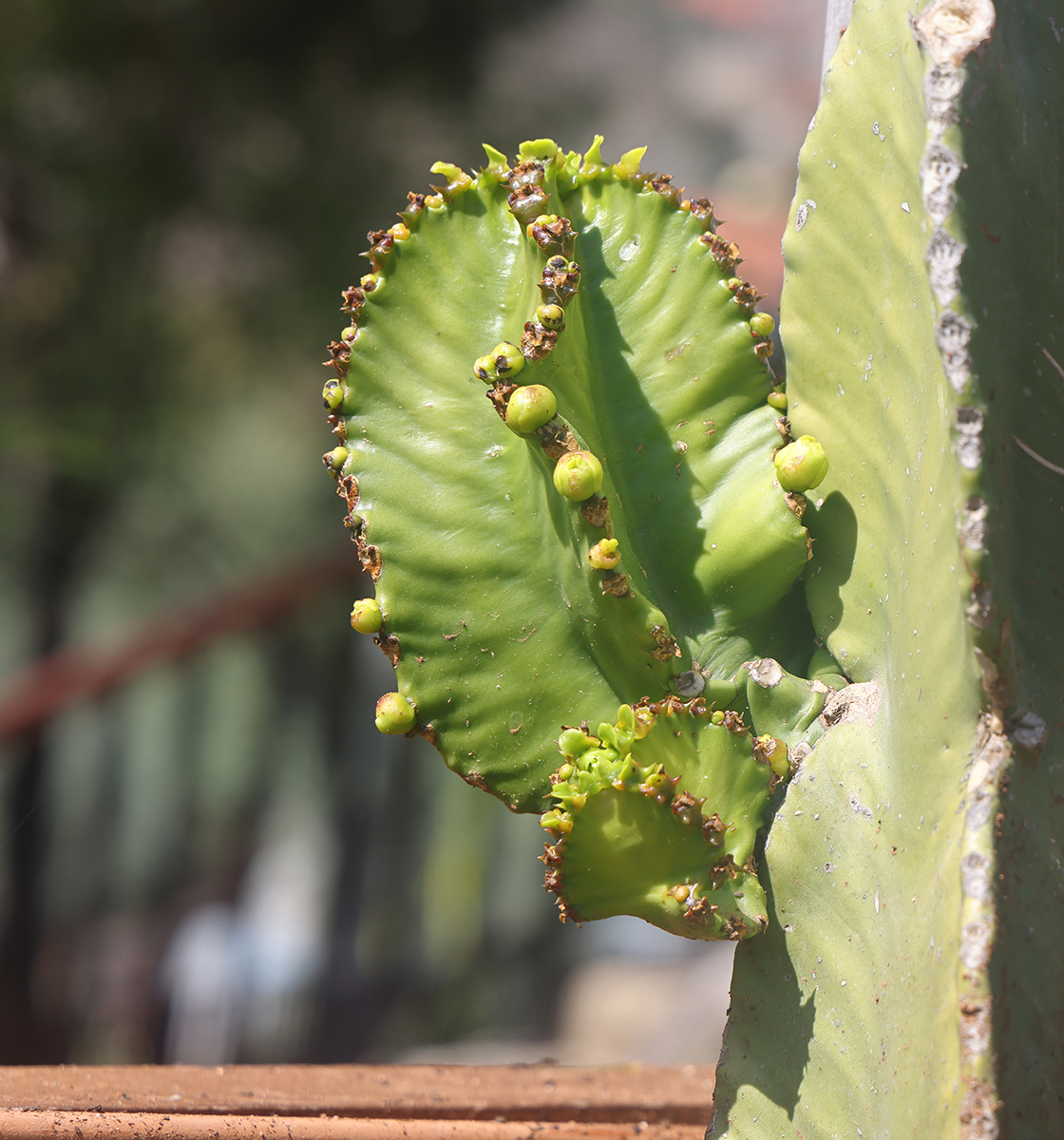 NIH Highlights Progress on Non-Addictive Pain Treatment Derived from Cactus-Like Plant