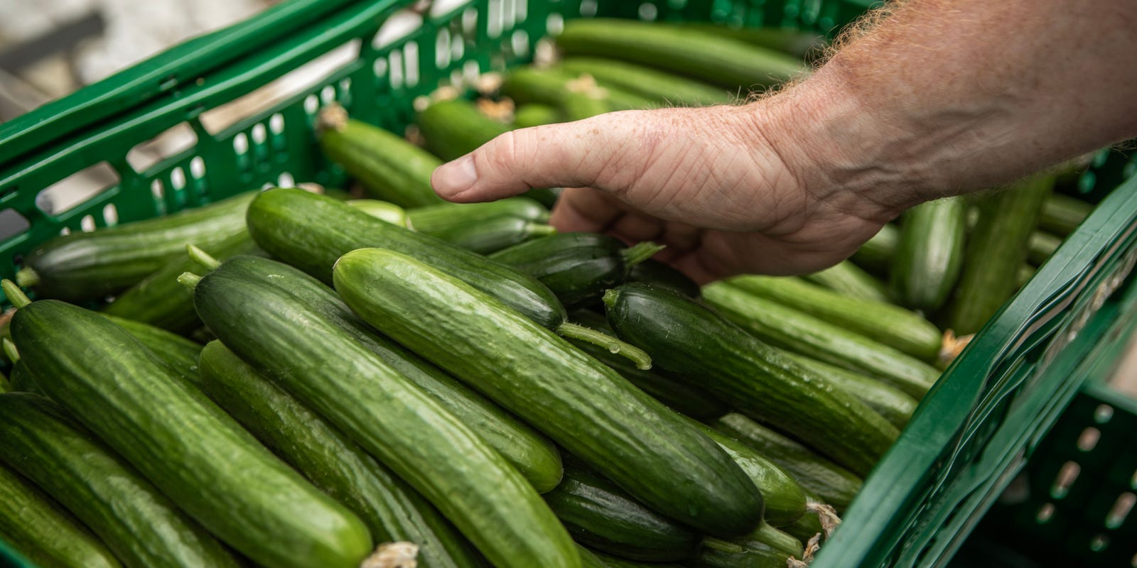 Cucumber Recall Expands: Florida Grower’s Produce Pulled from Major Retailers Walmart and Kroger